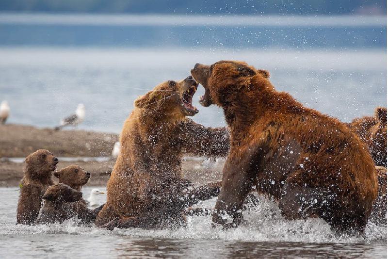 Медвежата смотрят на бой их мамы без страха и даже с некоторым интересом